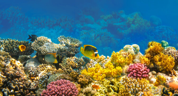 AFRICA: Two sites benefit from UNESCO coral reef plan