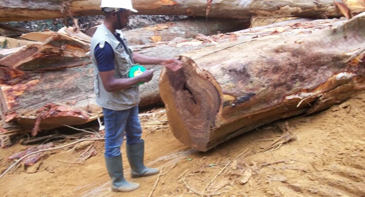 GAMBIE : le gouvernement suspend les exportations de bois pour protéger la forêt