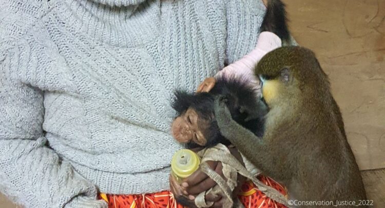 GABON : la police interpelle une femme pour détention illégale de deux primates