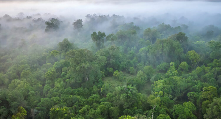 AFRIQUE CENTRALE: Natur’Africa remplace Ecofac, avec une plus grande envergure