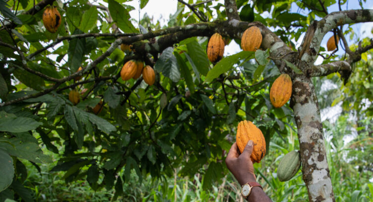 CÔTE D’IVOIRE : un projet de restauration des terres et de cacao durable est lancé