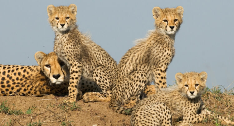 NAMIBIE : le gouvernement livre huit guépards à l’Inde, pour une réintroduction© Abri Johan Olivier/Shutterstock