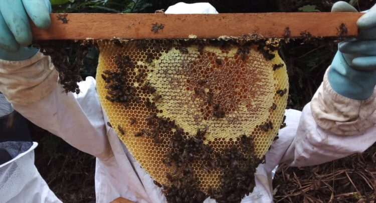 GABON : quand l’apiculture réduit la pression des communautés sur la forêt et la faune