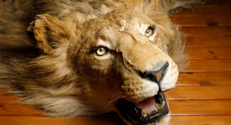 AFRIQUE DU SUD : 84% des touristes votent pour l’interdiction de la chasse au trophée© Ivan Derkach/Shutterstock