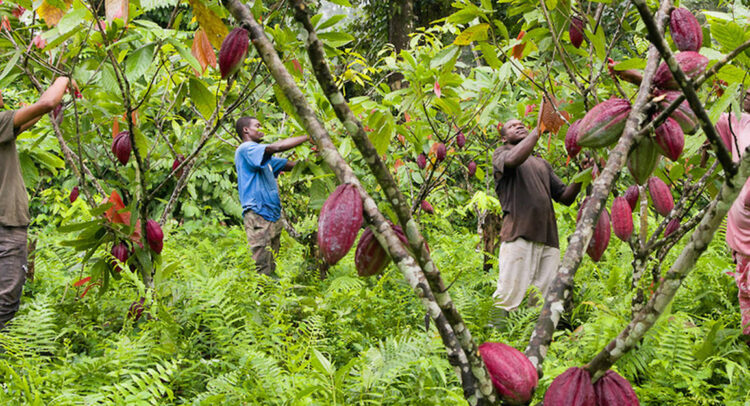 CAMEROUN : la GIZ vulgarise les bonnes pratiques agroforestières dans le secteur du cacao