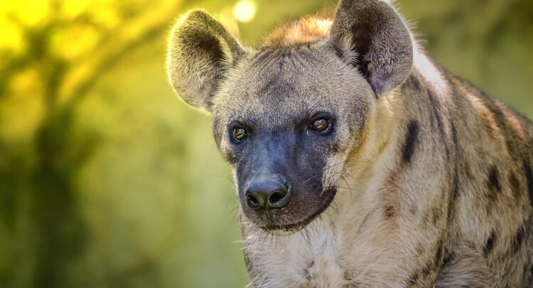 GABON: the return of the hyenas©Michael Zech Fotografie/Shutterstock