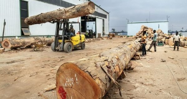 CENTRAL AFRICA: Log export ban postponed indefinitely© Tarcisio Schnaider