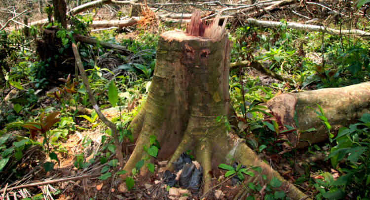 CAMEROUN : à la veille de la COP27, le ministre des forêts est accusé de pillage