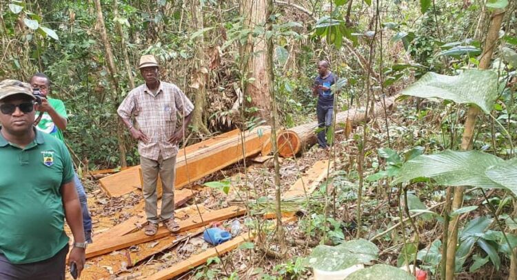 GABON : quatre sites de coupe illégale de bois découverts à Bitam, au nord du pays©Conservation justice