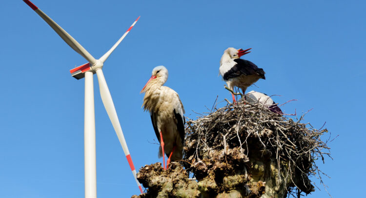 AFRICA: How to protect biodiversity in wind farms? ©Rudmer Zwerver/Shutterstock