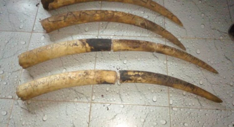 GABON: Four suspected ivory traffickers arrested in Makokou