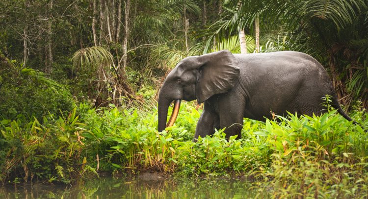 CAMEROUN : conflit homme-éléphants à Campo, Greenpeace accuse la déforestation