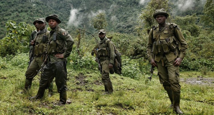 DRC: 14 NGOs accuse M23 rebels of looting in Virunga Park
