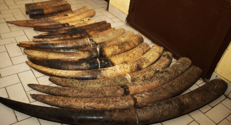 Gabon : un camerounais interpelé avec 120 kg d’ivoire