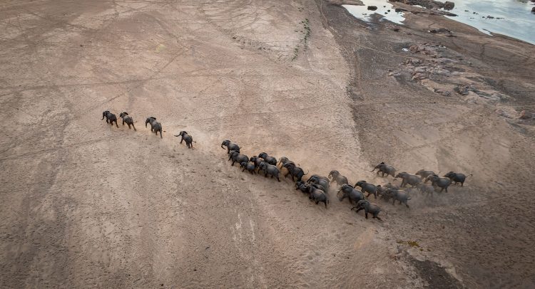 SOUTH AFRICA: Kavango-Zambèze, an area of stability for elephants
