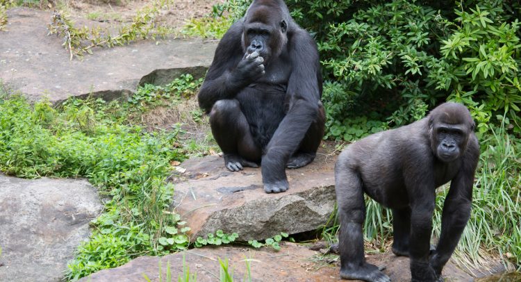NIGERIA: taking inspiration from the Rwandan model to protect the Cross River gorilla