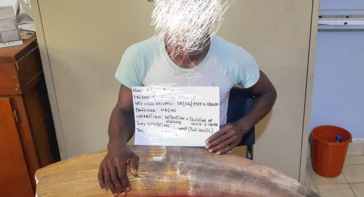 GABON : arrestation d’un présumé trafiquant d’ivoire à Port-Gentil