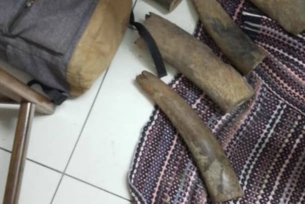 GABON : un trafiquant d’ivoire de plus dans les mails de la police judiciaire