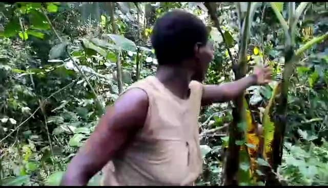 Cameroun :: Messok-Ngoyla :: Des champs dévastés par les bêtes sauvages ; les populations menacées de famine développent des solutions locales limitées