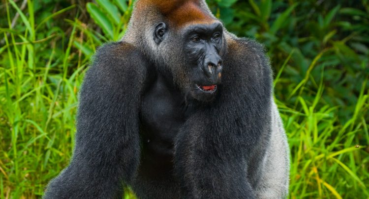 CONGO: Nouabalé-Ndoki Park receives Gorilla Friendly certification