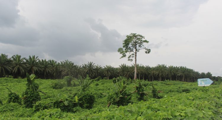 CAMEROON-BENIN: conversion of forests, industrial agriculture takes precedence over subsistence farming.
