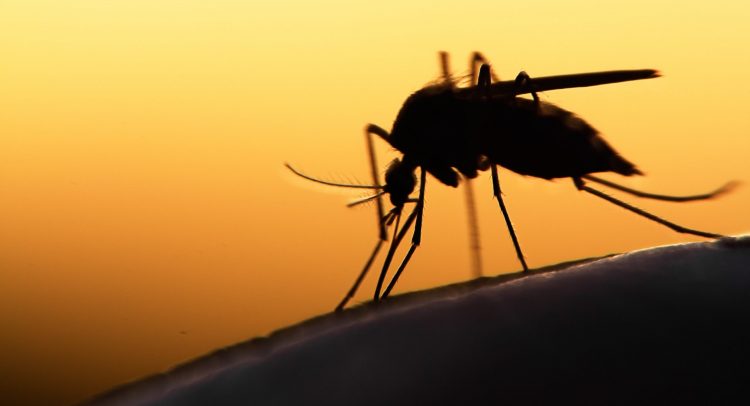 CAMEROUN : invasion des moustiques à Douala