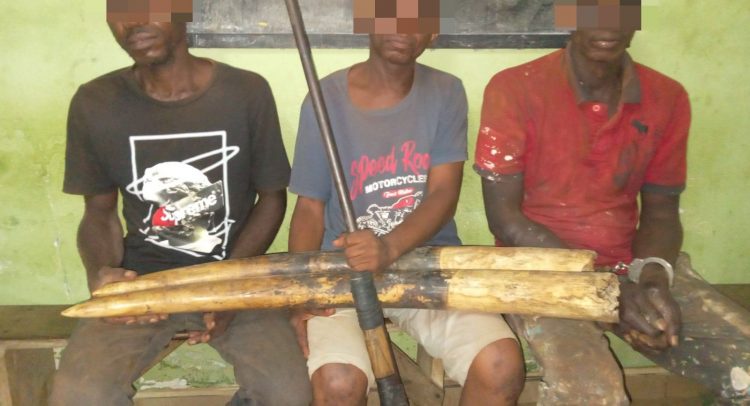 GABON : Trois trafiquants d'ivoire, interpelés à Booué