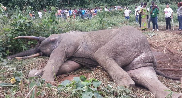GABON: transitional government readjusts its decision on the slaughter of elephants