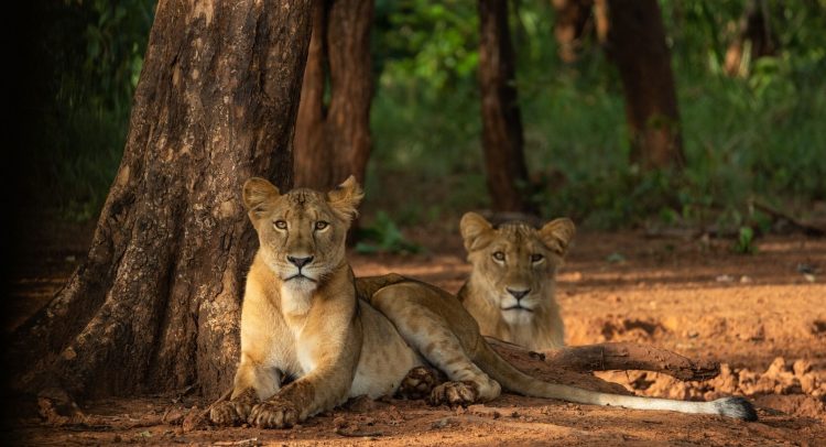 CAR: wildlife population on the rise in the Chinko reserve© African Parks Network