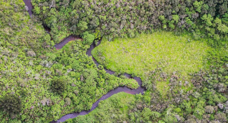 Bezos Earth Fund releases $100m for AI to help the climate and protect nature