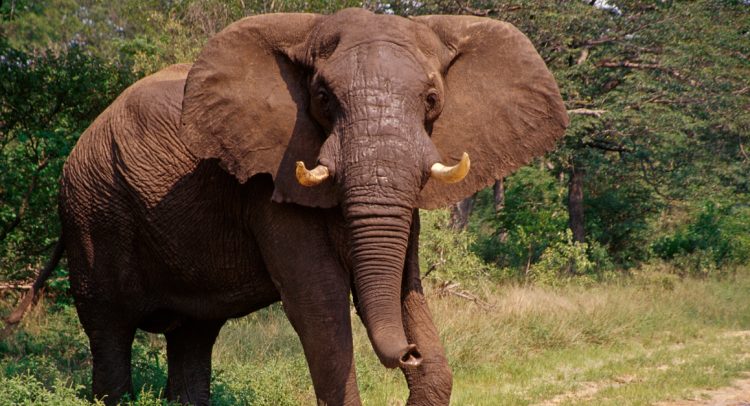 Tanzania's Elephant Hunting Permits Draw Criticism from Kenya ©Chaton Chokpatara