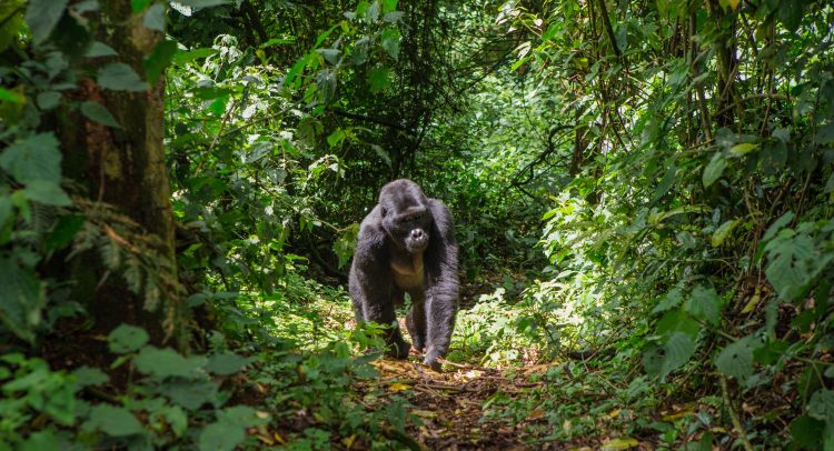 Congo Basin: certified forests, a refuge for wildlife ©GUDKOV-ANDREYShutterstock