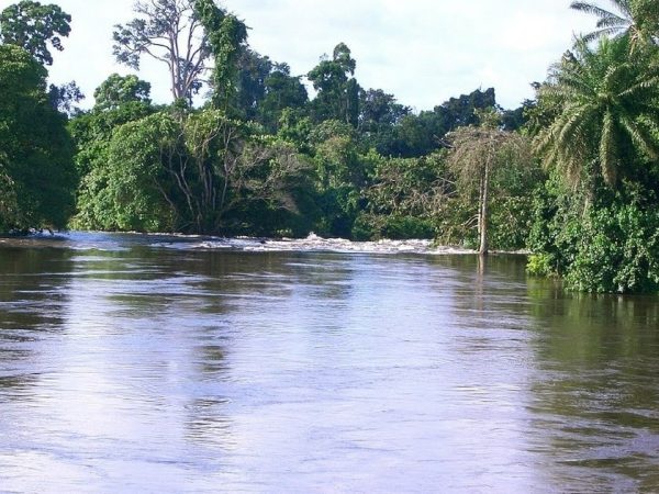 Située dans la zone forestière guinéo-congolaise du Sud-Est du Cameroun, la réserve de Faune du Dja (RFD), étendue sur 526 004 hectares entre les régions administratives de l’Est (80%) et du Sud (20%), demeure l’un des joyaux naturels du pays depuis sa fondation en 1950. Au cœur de cette réserve, les pygmées Baka se distinguent non seulement par leur mode de vie traditionnel mais aussi par leur rôle crucial dans la préservation de cet écosystème, inscrit sur la Liste du patrimoine mondial en 1987.