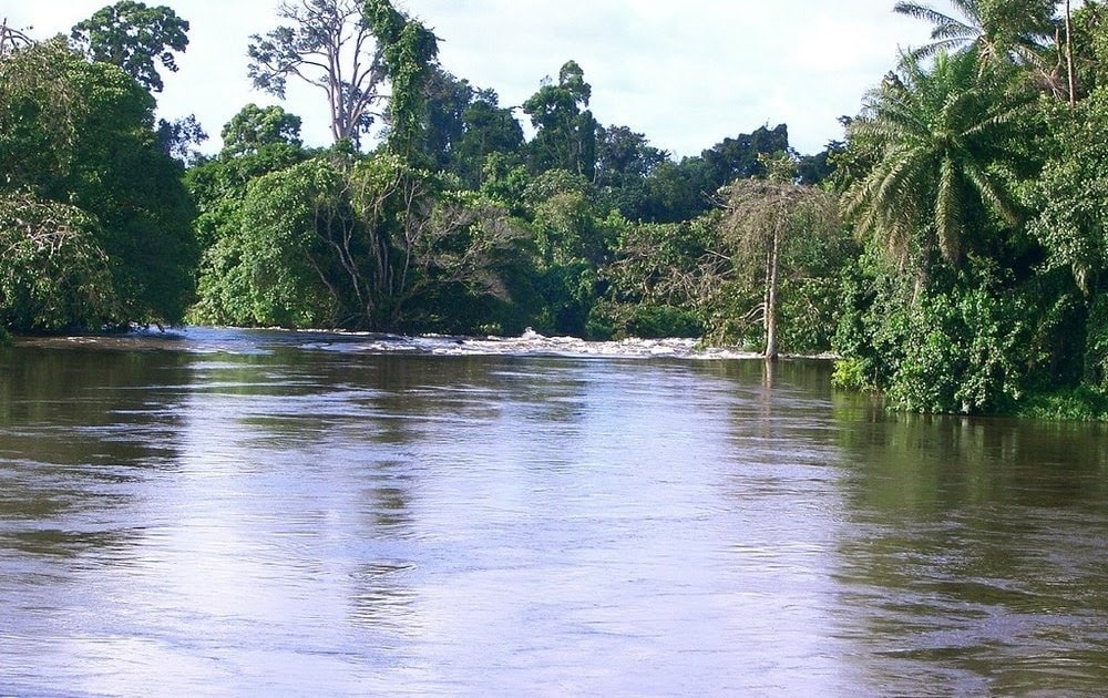 Située dans la zone forestière guinéo-congolaise du Sud-Est du Cameroun, la réserve de Faune du Dja (RFD), étendue sur 526 004 hectares entre les régions administratives de l’Est (80%) et du Sud (20%), demeure l’un des joyaux naturels du pays depuis sa fondation en 1950. Au cœur de cette réserve, les pygmées Baka se distinguent non seulement par leur mode de vie traditionnel mais aussi par leur rôle crucial dans la préservation de cet écosystème, inscrit sur la Liste du patrimoine mondial en 1987.