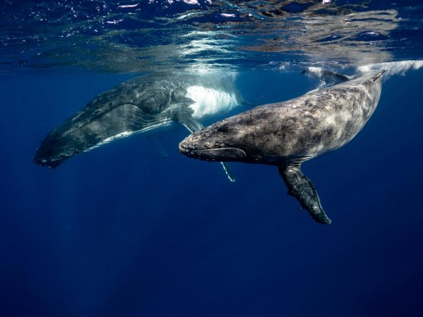 Les baleines sont à l’honneur ce 19 février©Elianne Dipp