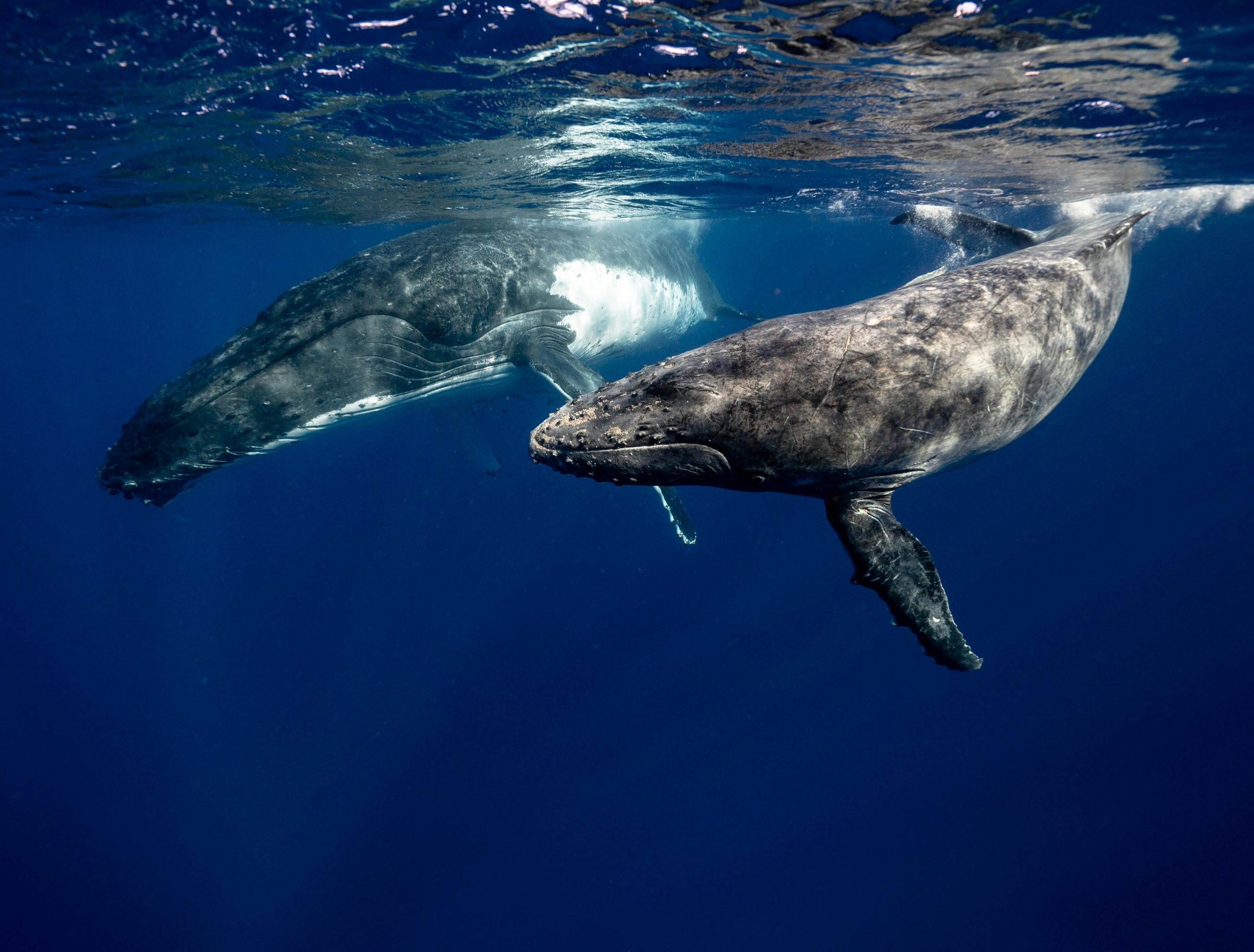 Les baleines sont à l’honneur ce 19 février©Elianne Dipp