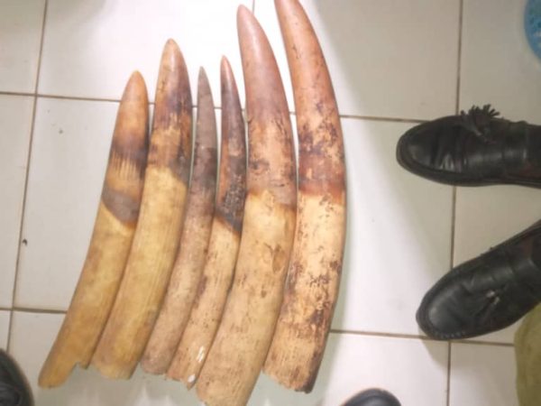 Libreville, le 06 mai 2025. Dans le cadre d'une opération conjointe menée à Oyem, dans la province du Woleu-Ntem, la Direction de la Lutte Contre le Braconnage du ministère des Eaux et Forêts (DLCB), la Direction Provinciale des Eaux et Forêts du Woleu-Ntem et la Direction Générale de recherche (DGR) d'Oyem, appuyées par l'ONG Conservation Justice (CJ), ont appréhendé le 25 avril 2025, trois présumés trafiquants d'ivoire avec en leur possession, six pointes d'ivoire entières qu'ils tentaient de vendre.