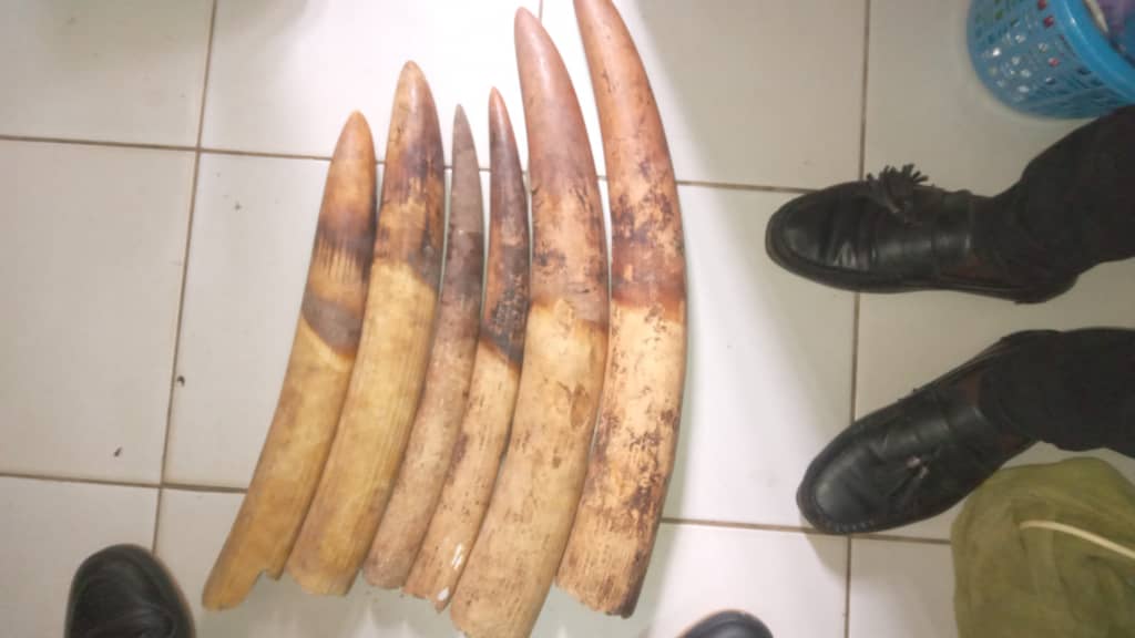 Libreville, le 06 mai 2025. Dans le cadre d'une opération conjointe menée à Oyem, dans la province du Woleu-Ntem, la Direction de la Lutte Contre le Braconnage du ministère des Eaux et Forêts (DLCB), la Direction Provinciale des Eaux et Forêts du Woleu-Ntem et la Direction Générale de recherche (DGR) d'Oyem, appuyées par l'ONG Conservation Justice (CJ), ont appréhendé le 25 avril 2025, trois présumés trafiquants d'ivoire avec en leur possession, six pointes d'ivoire entières qu'ils tentaient de vendre.