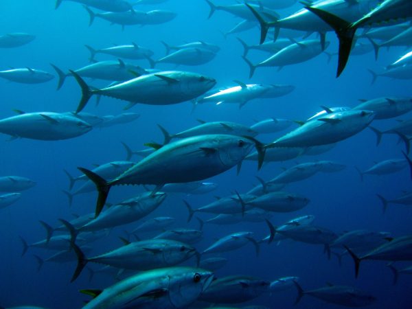 Le Gabon renforce son engagement pour une gouvernance durable de ses ressources marines. Le 25 juin 2025, le gouvernement gabonais a signé un protocole d’accord stratégique avec Global Fishing Watch (GFW), une organisation internationale œuvrant pour la transparence des activités humaines en mer. Ce nouveau pacte vise à intensifier la lutte contre la pêche illicite, non déclarée et non réglementée (INN), un fléau qui menace les écosystèmes et l’économie des États côtiers du Golfe de Guinée.