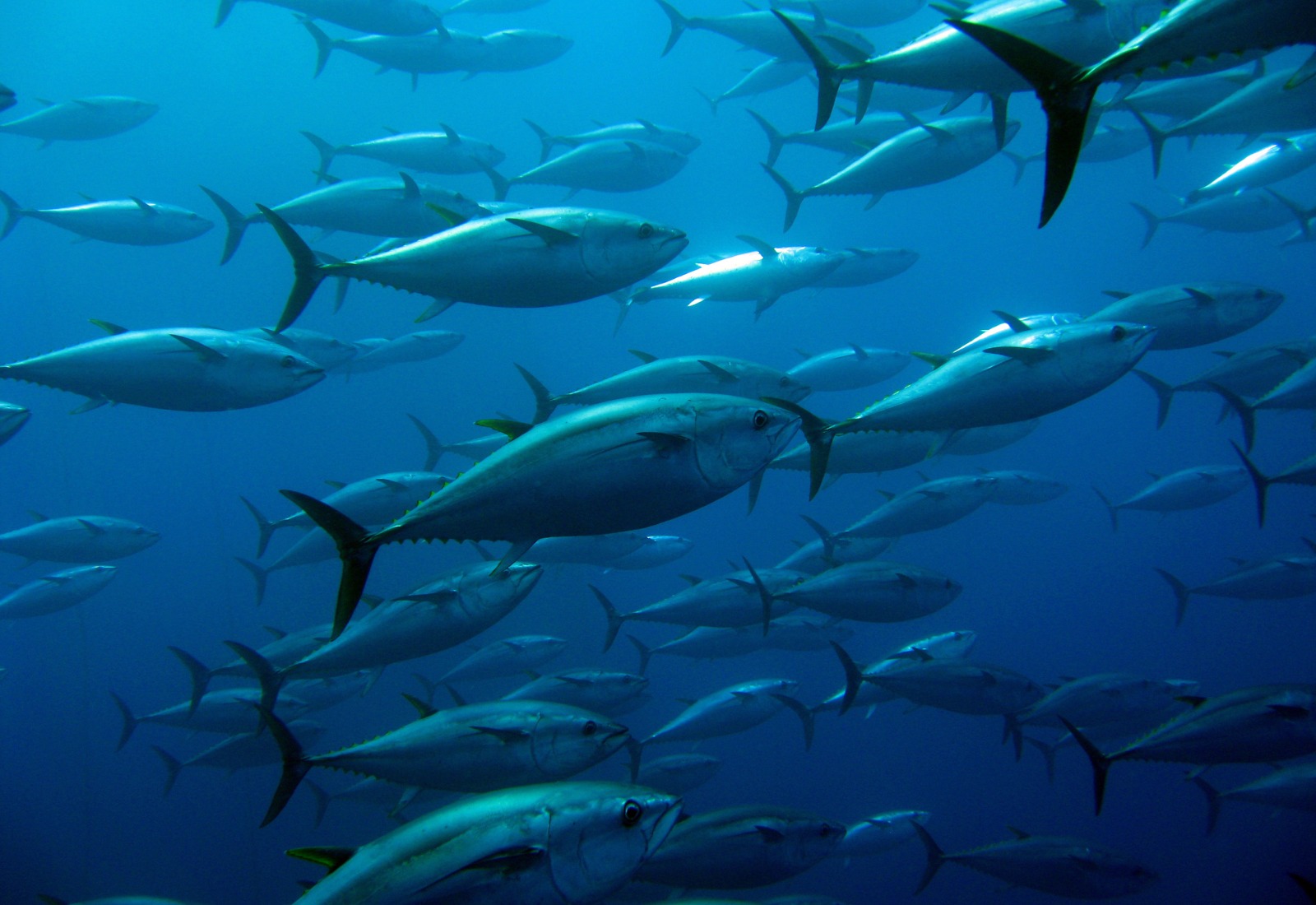Le Gabon renforce son engagement pour une gouvernance durable de ses ressources marines. Le 25 juin 2025, le gouvernement gabonais a signé un protocole d’accord stratégique avec Global Fishing Watch (GFW), une organisation internationale œuvrant pour la transparence des activités humaines en mer. Ce nouveau pacte vise à intensifier la lutte contre la pêche illicite, non déclarée et non réglementée (INN), un fléau qui menace les écosystèmes et l’économie des États côtiers du Golfe de Guinée.