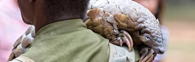 Écaille de pangolin, ivoire d’éléphant, tortues menacées… En seulement six mois, 92 cas de trafic d’espèces sauvages ont été recensés à travers 37 pays africains. Une crise environnementale de grande ampleur révélée par l’opération Sama II, pilotée par l’ONU.