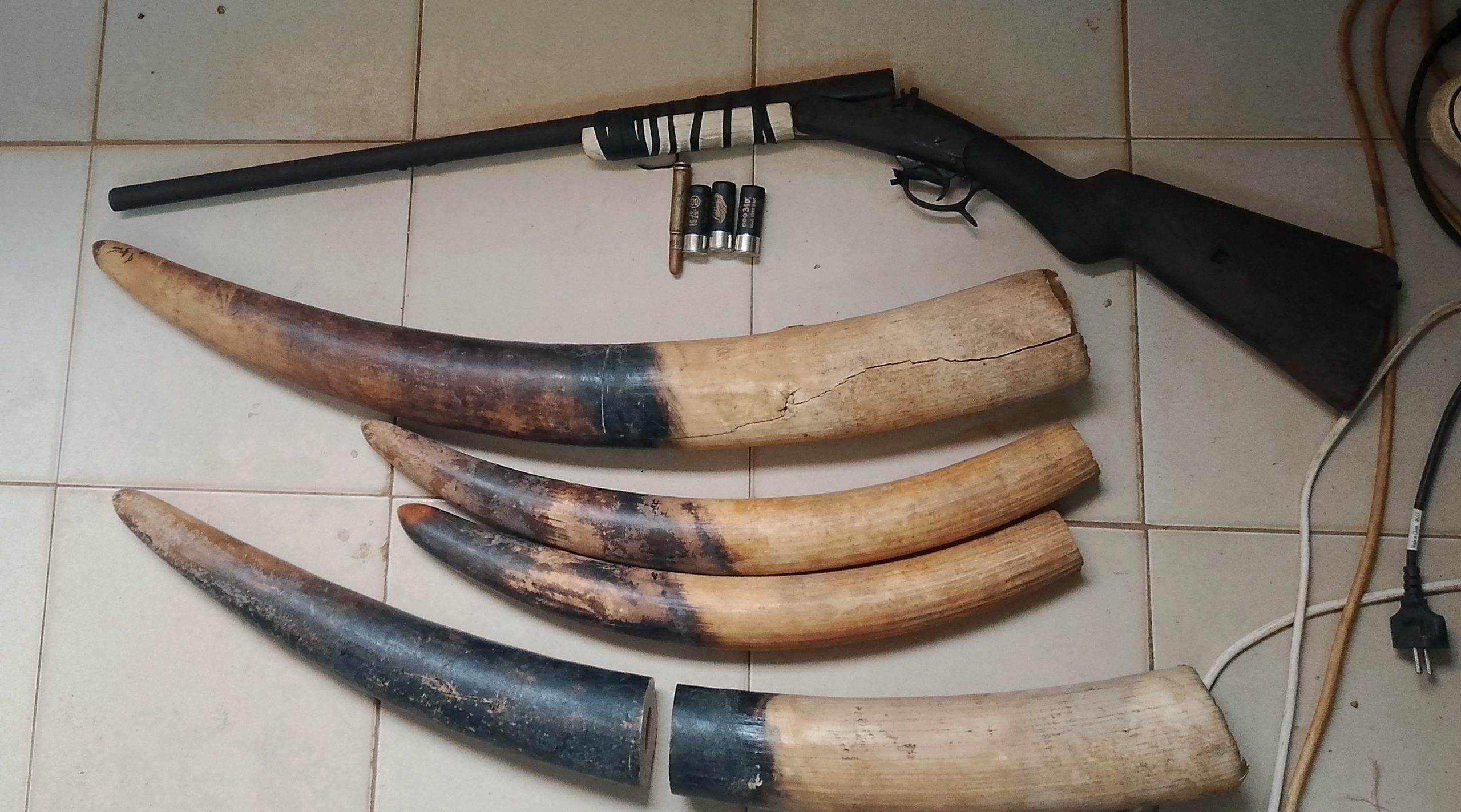 Trois individus ont été, les 30 juillet 2025 et 1er août 2025, interpellés à Kango avec quatre pointes d’ivoires, deux armes de chasse et plusieurs cartouches destinées à la petite et grande chasse. Cette arrestation est le fruit d’une opération conjointe menée entre les éléments de la Direction de la Lutte Contre le Braconnage (DLCB) des Eaux et Forêts et la Police judiciaire (PJ) de Ntoum, appuyée par l’ONG Conservation Justice.