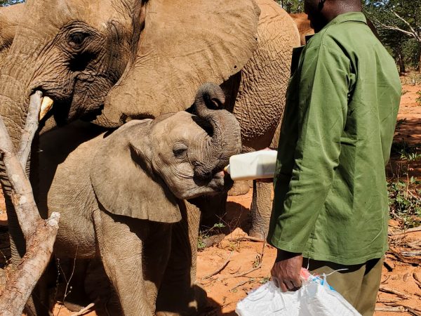 Deux semaines. C’est le temps qu’un minuscule éléphanteau de huit mois a passé à errer seul dans la forêt de Fuller, au Zimbabwe, à proximité des chutes Victoria, avant d’être secouru. Ce pourrait être une fable de La Fontaine, mais l’histoire est bien réelle. C’est l’aventure vécue par April, une toute jeune éléphante dont le voyage a débuté de manière tragique avant de faire une rencontre inattendue puis d’être secourue par l’équipe de sauvetage de la réserve forestière de Panda-Masuie.