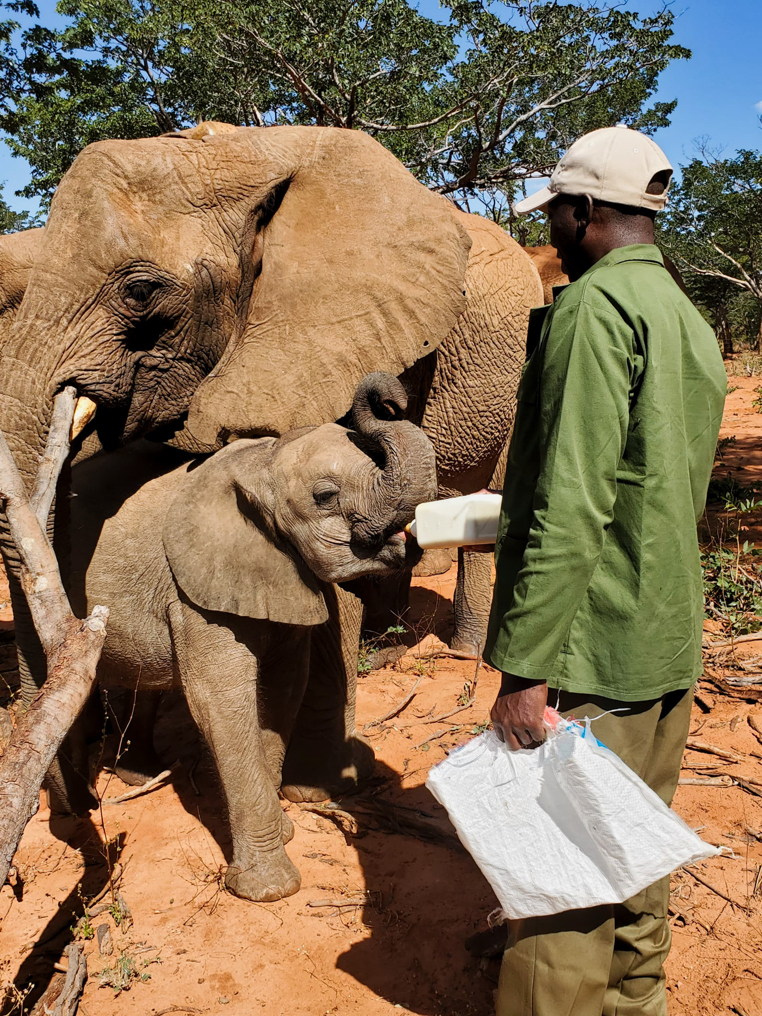 Deux semaines. C’est le temps qu’un minuscule éléphanteau de huit mois a passé à errer seul dans la forêt de Fuller, au Zimbabwe, à proximité des chutes Victoria, avant d’être secouru. Ce pourrait être une fable de La Fontaine, mais l’histoire est bien réelle. C’est l’aventure vécue par April, une toute jeune éléphante dont le voyage a débuté de manière tragique avant de faire une rencontre inattendue puis d’être secourue par l’équipe de sauvetage de la réserve forestière de Panda-Masuie.