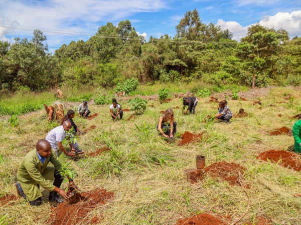 Les efforts de reboisement menés dans le cadre du projet ECO RDC Réserve mondiale écologique, exécuté entre mai 2023 et avril 2024, ont permis la production et la mise en terre de 96 000 jeunes plants dans la plaine de la Ruzizi. Ces données sont issues du rapport technique, transmis ce 9 octobre 2025 à la rédaction d’Environnementales, par le consortium ADAK–ALCO–CTB–CODESH–FK–APROBE. Le projet réalisé avec l’appui de Maniema Leadership Asbl, illustrant la volonté croissante de la RDC de redevenir un acteur majeur de la restauration forestière en Afrique centrale.