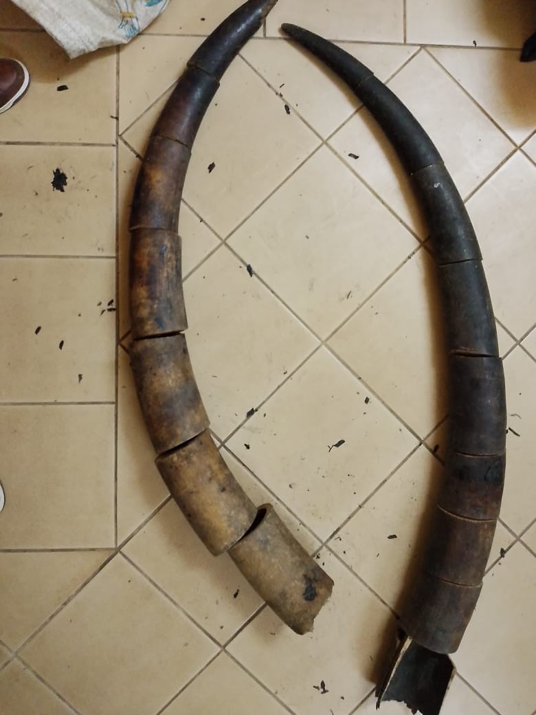 Une opération conjointe menée le 20 octobre 2025 à Franceville par les forces gabonaises et l’ONG Conservation Justice a permis l’interpellation de trois individus impliqués dans le trafic illégal d’ivoire. Les autorités saisissent 17 morceaux de défenses d’éléphant, une espèce en danger critique d’extinction, soulignant la gravité du braconnage dans le sud-est du Gabon.