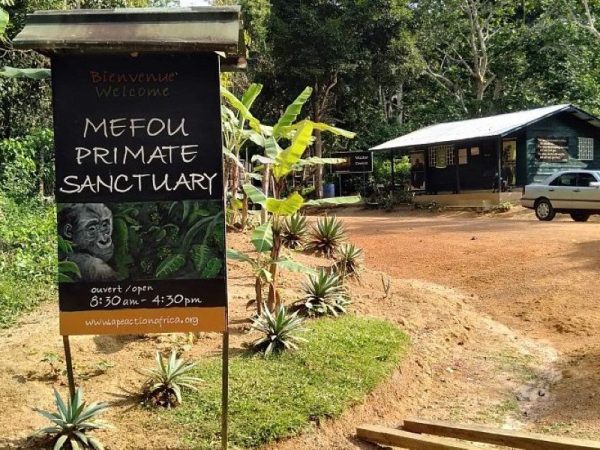 En période de vacances scolaires, les parents optent pour plusieurs activités récréatives et ludiques pour leurs enfants. Parmi celles-ci, la visite du zoo. Le Parc de la Méfou encore appelé le sanctuaire des primates de l' ong Ape ( se lit Aipe) Action Africa, est un important centre de sauvetage de primates. Une attraction touristique située à 45 minutes de route, sur le trajet Yaoundé Malmayo. Ce parc est spécialisé dans la protection et la conservation des grands singes , notamment les gorilles, les chimpanzés et les petits singes dans leur habitat naturel. Parc de la Mefou, quand l' agréable se joint à l'utile, un reportage de Eliane Matsingoum 