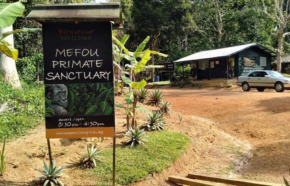 En période de vacances scolaires, les parents optent pour plusieurs activités récréatives et ludiques pour leurs enfants. Parmi celles-ci, la visite du zoo. Le Parc de la Méfou encore appelé le sanctuaire des primates de l' ong Ape ( se lit Aipe) Action Africa, est un important centre de sauvetage de primates. Une attraction touristique située à 45 minutes de route, sur le trajet Yaoundé Malmayo. Ce parc est spécialisé dans la protection et la conservation des grands singes , notamment les gorilles, les chimpanzés et les petits singes dans leur habitat naturel. Parc de la Mefou, quand l' agréable se joint à l'utile, un reportage de Eliane Matsingoum 
