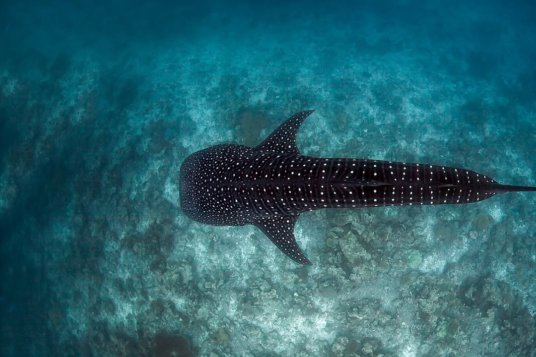Alors que près d’un million d’espèces animales et végétales sont menacées d’extinction selon les Nations unies, le Fonds international pour la protection des animaux (IFAW) participera à la 20e Conférence des Parties à la CITES, du 24 novembre au 5 décembre 2025 à Samarcande, en Ouzbékistan. L’enjeu de la mission étant d’obtenir un renforcement des protections internationales pour plusieurs espèces emblématiques d’Afrique. Il s’agit notamment des éléphants aux requins, en passant par les raies et les iguanes. Des espèces victimes d’un commerce mondial non durable et souvent illégal.