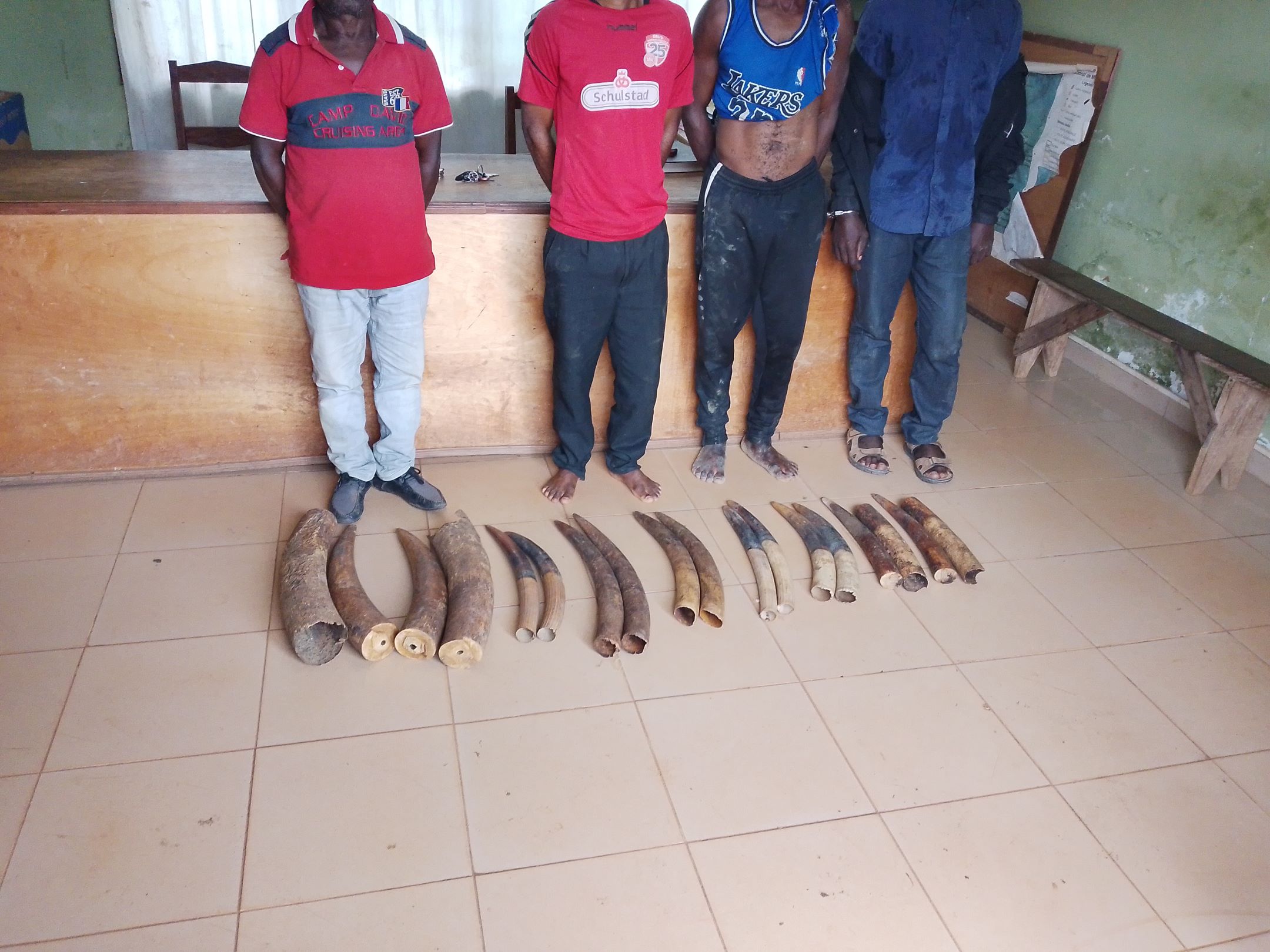 Les faits se sont déroulés le 12 novembre 2025. À Makokou, une localité située au nord-est du Gabon 14 défenses d’éléphants ont été saisies. Quatre trafiquants gabonais, dont un récidiviste déjà condamné par le passé, ont été interpellés lors d’une opération conjointe des Eaux et Forêts, de la Police judiciaire et de l’ONG Conservation Justice.